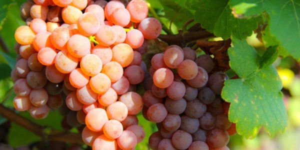 Gewürztraminer uvas