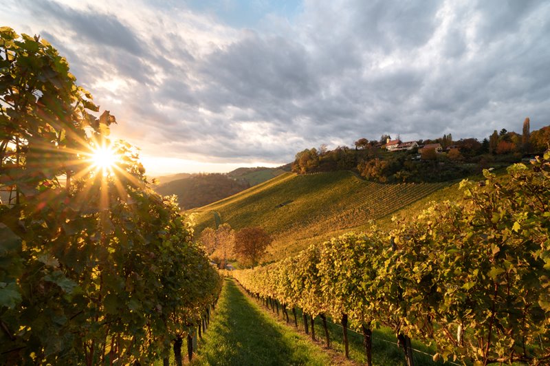 Here's What the Future of the Wine Industry Looks Like
