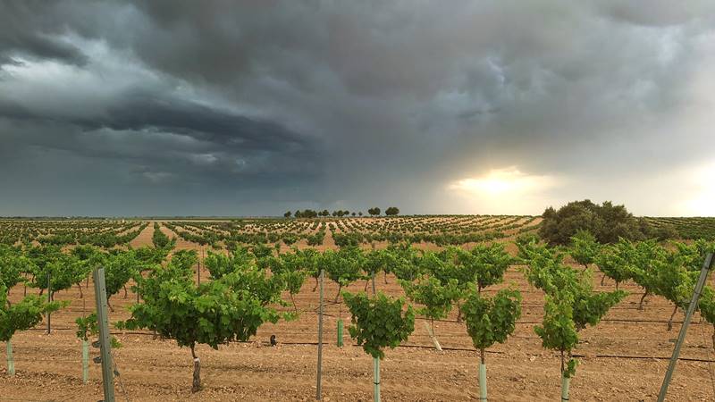 Vinos Serapio cuenta con tres hectáreas de viñedos propios