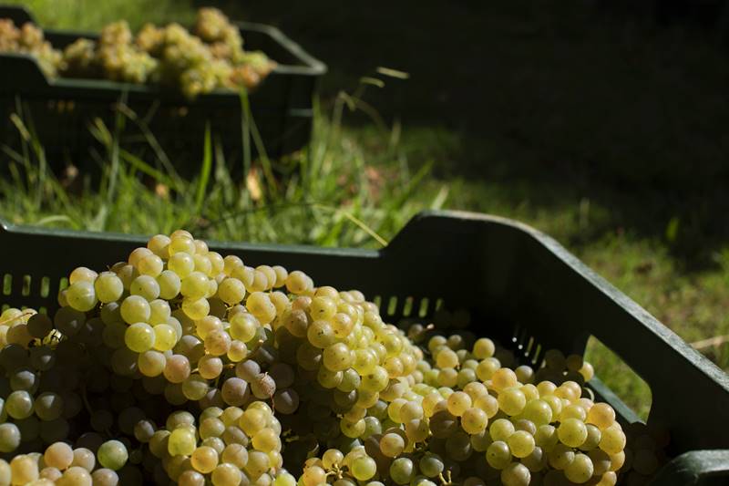 La vendimia en Rías Baixas: 5 millones de kilos de uva recogidos