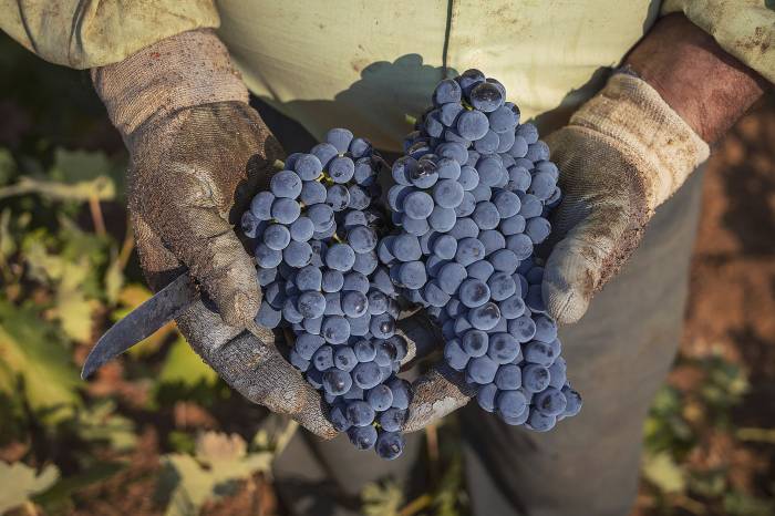 Descubre el mundo del vino en Castilla y León