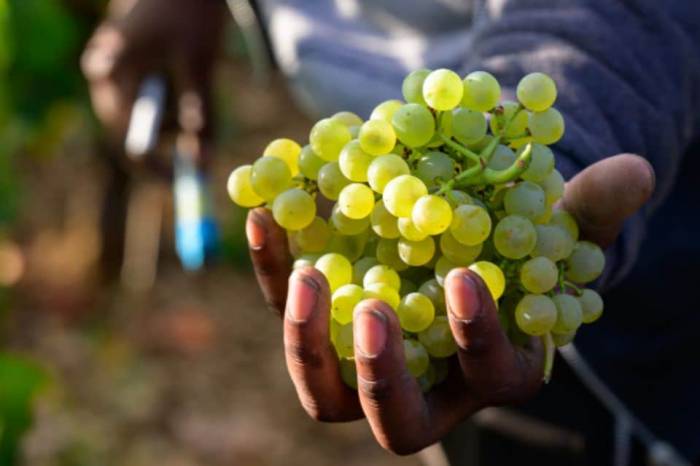 Burgundy Wine Exports Hit 22 Million Bottles in Early 2025 Amid Domestic Sales Slump and Regulatory Pressures