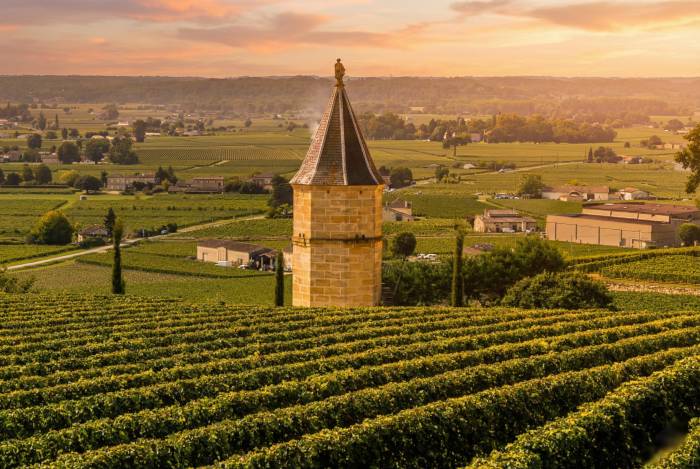 France Pledges $150 Million to Uproot 32,000 Hectares of Vines Amid Wine Industry Crisis