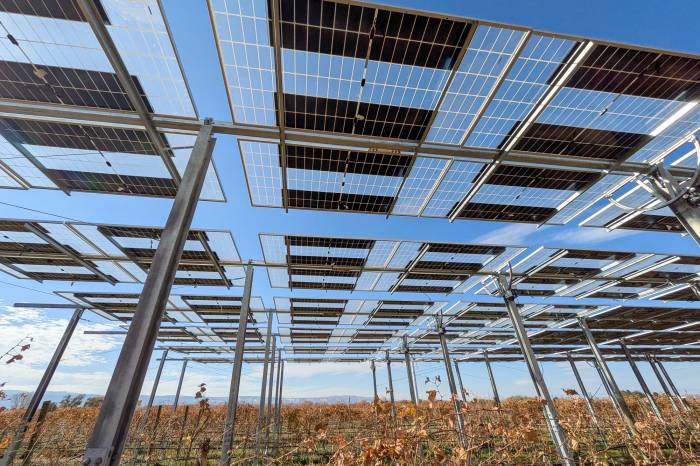 $400,000 Agrivoltaics Project Powers One-Third of Colorado Vineyard While Shielding Crops From Extreme Weather