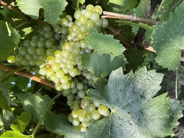 Vinetur
