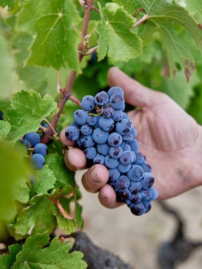 Vinetur