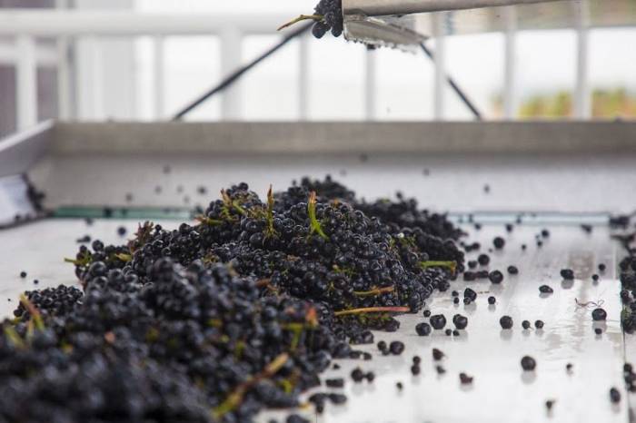 Global Wine Production Hits 63-Year Low as 2025 Harvests Fall Short Across Major Regions