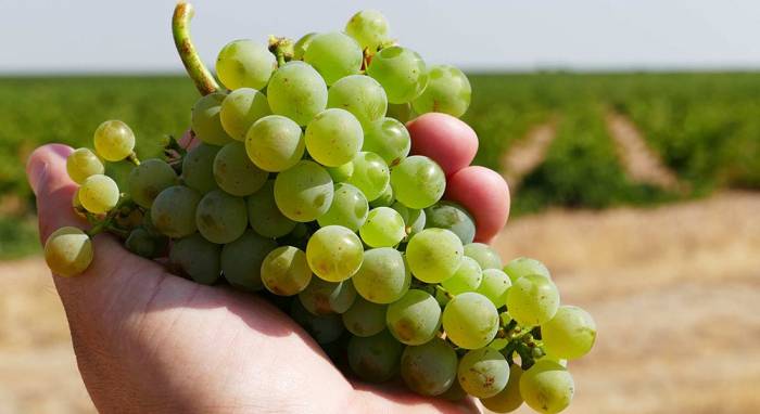 Vinetur