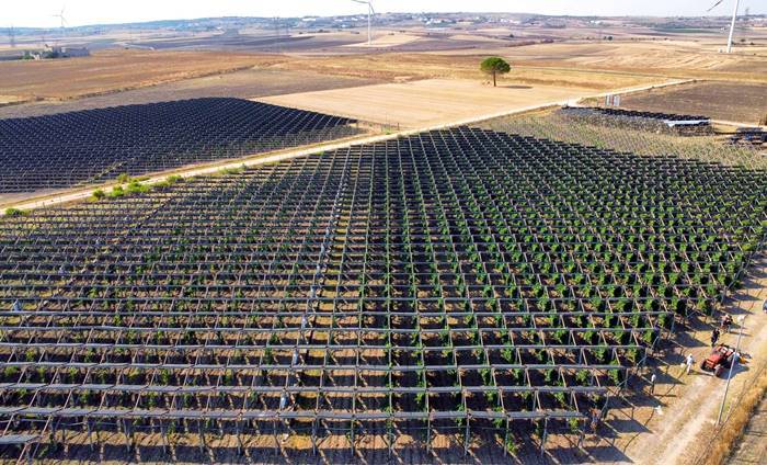 Côtes-du-Rhône Vineyards to Ban Agrivoltaics by 2026 Amid Quality and Tourism Concerns