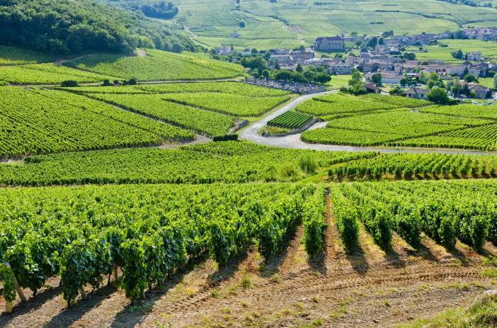 Burgundy Faces Third Small Harvest in Five Years as Some Vineyards Report 80 Percent Drop in 2025 Yields
