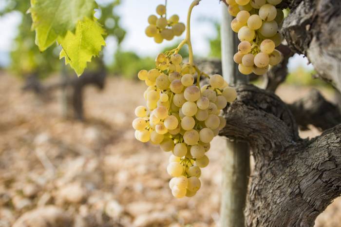 Vinetur