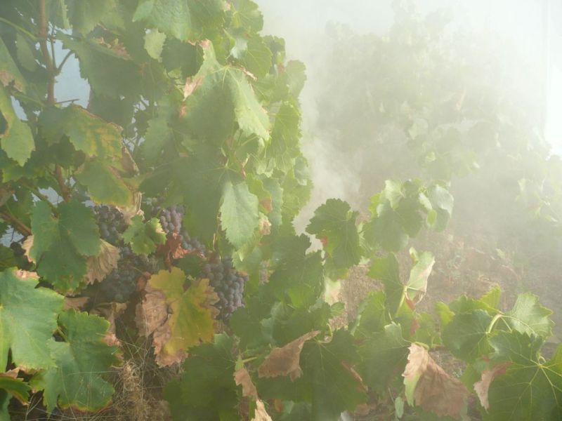 Adelaide Researchers Find Wine Process Can Cut Smoke Taint