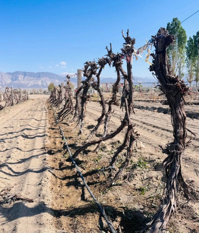 Southern Xinjiang Vineyards Wake Early After Mild Winter