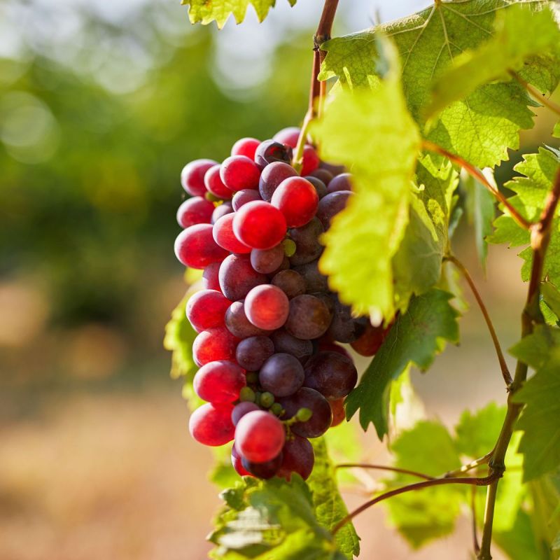 Scientists Identify Markers That Could Speed Seedless Grape Breeding