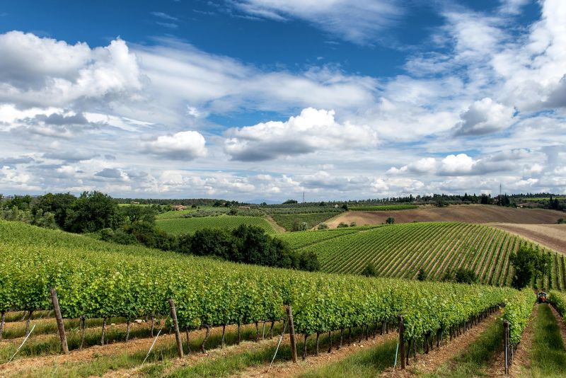 Only 11 Vineyards Earn Platinum in Bigot Index