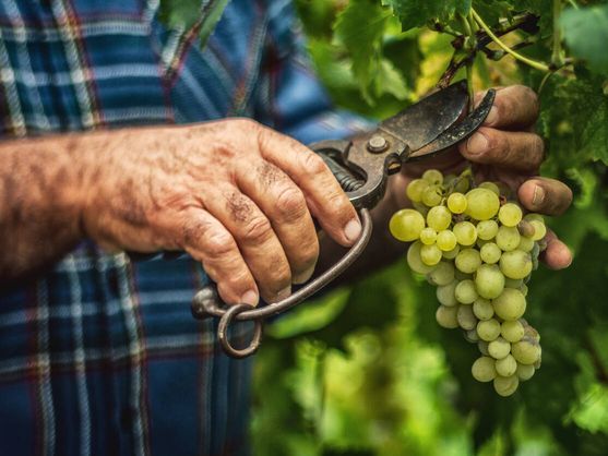 European Parliament Seeks Bigger Farm Budget