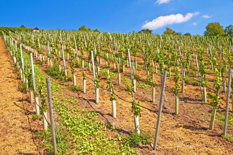 Researchers Unveil Tool for Choosing Grapevine Rootstocks