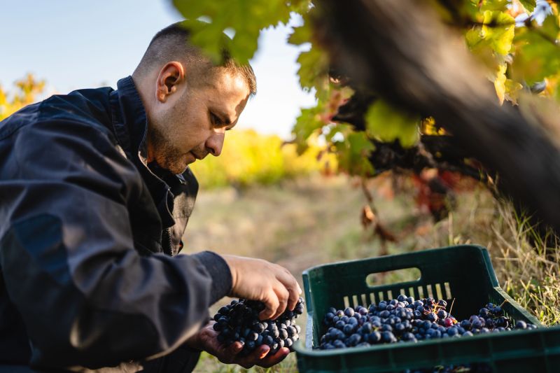 French Wine Exports Fall Sharply After U.S. Tariffs Hit Sales
