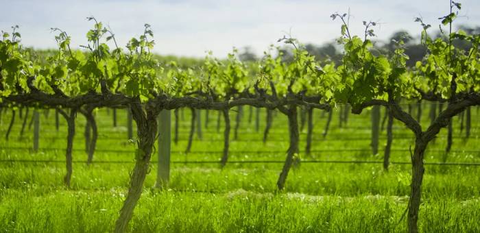 French Court Suspends Ban on Copper Pesticides After Manufacturer’s Appeal