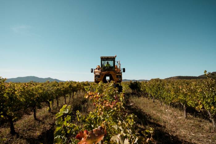 ¡Vendimia en Navarra: calidad y tradición en cada copa!
