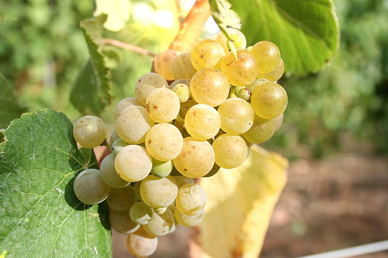 Maetierra adelanta su vendimia en Calahorra