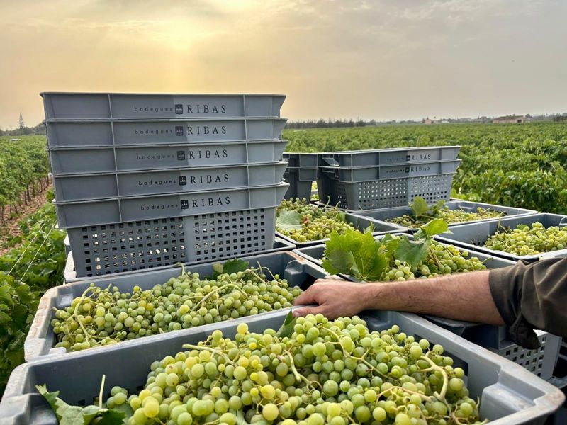 Vinos españoles: vendimia temprana en Mallorca