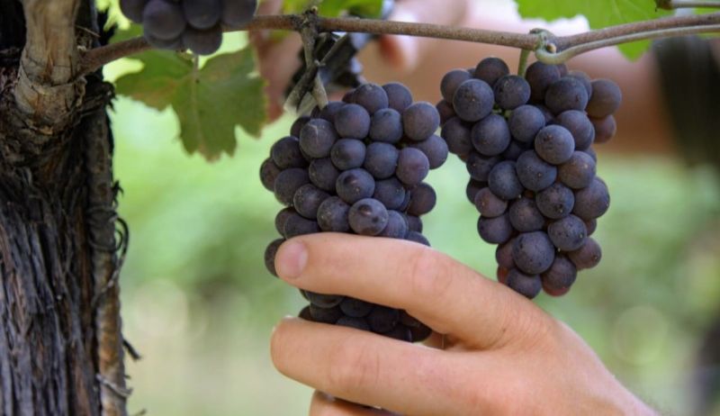 Vendimia en Véneto 2026: Calor, Sequía y Buen Vino