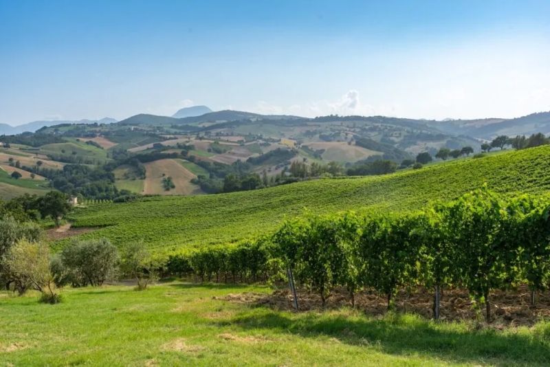 ¡Verdicchio dei Castelli di Jesi en aprietos!
