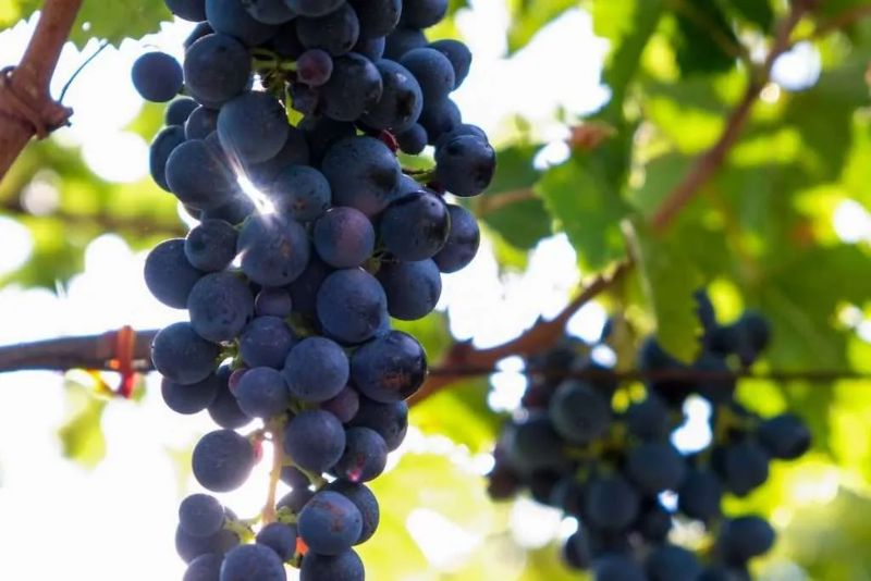 Vendimia en Puglia: Más producción, incertidumbre en los precios