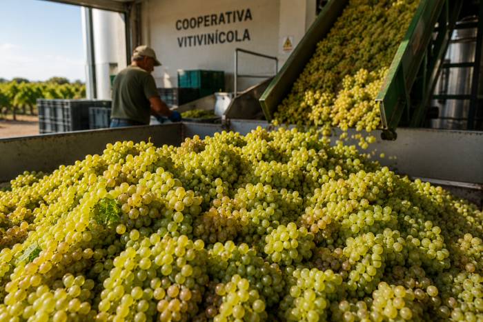 ¡Alerta! Crisis en el sector vitivinícola español