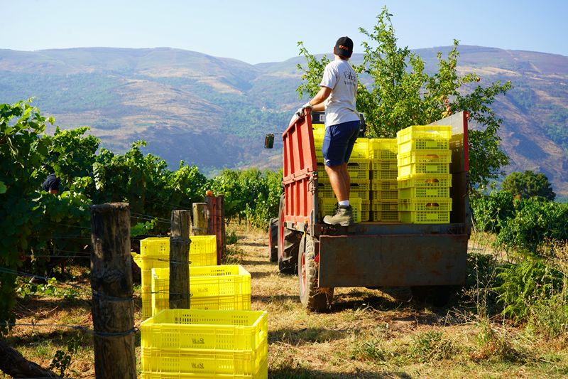 Valdeorras: Vendimia temprana y excepcional