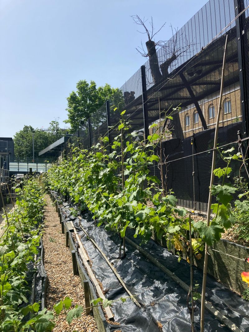 Château Denmark Hill: vino urbano en Londres