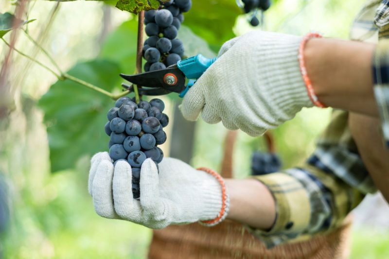 La vendimia europea se adelanta por calor y sequía