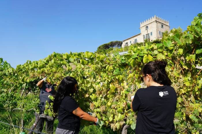 Marqués de Vizhoja adelanta la vendimia en Rías Baixas