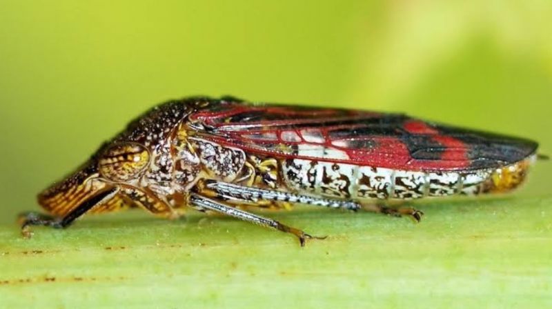 Alerta en California por insecto invasor en viñedos