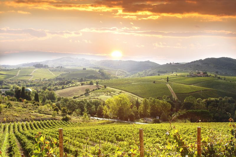 Vendimia adelantada en Toscana por el calor extremo