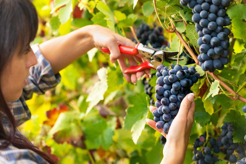 Italia arranca la vendimia con existencias de vino superiores