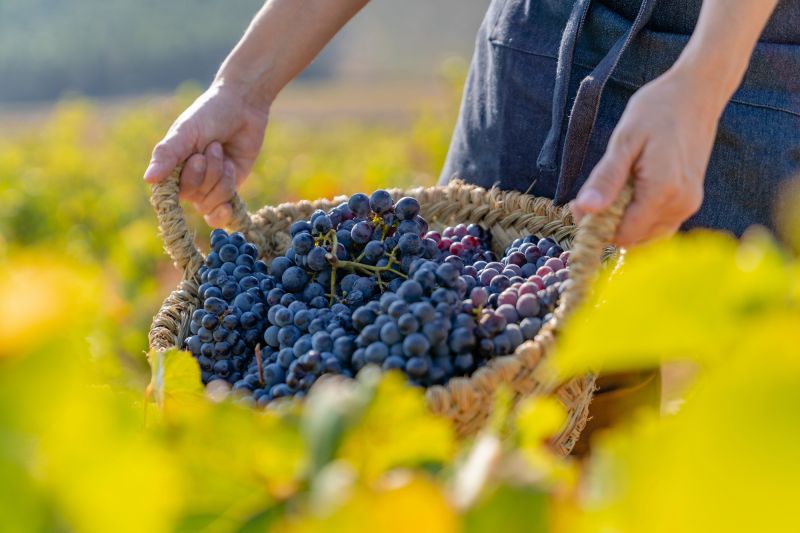 Francia autoriza suspender el descanso semanal en la vendimia