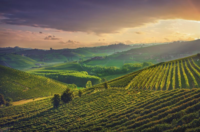 Descubre los secretos de los vinos italianos de Colli Berici