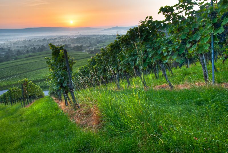 El auge del vino casero en Cambridgeshire