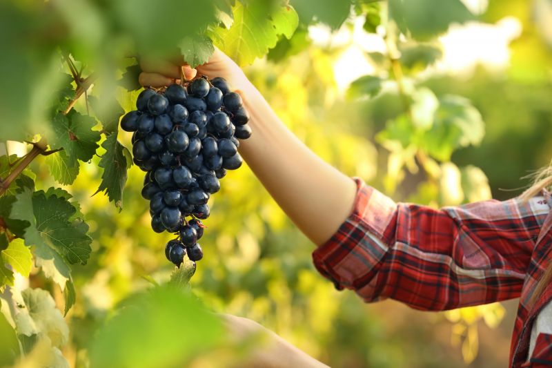 Borgoña: vendimia temprana y vinos equilibrados