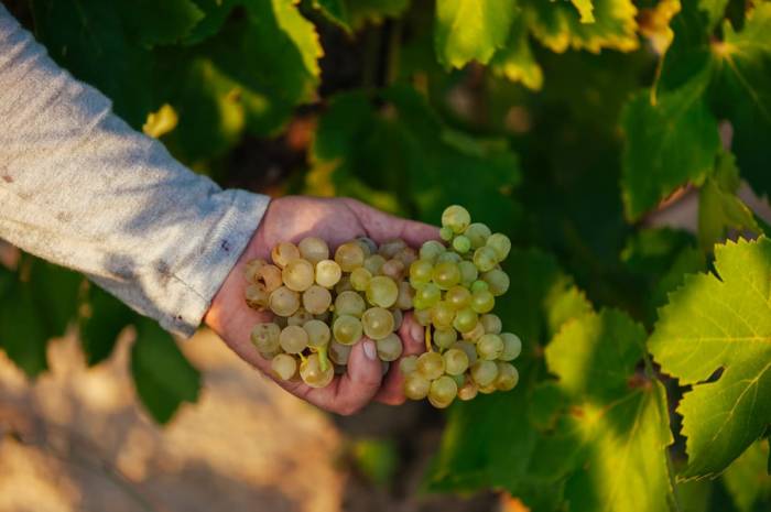 Descubre la evolución de la uva en Rioja Oriental
