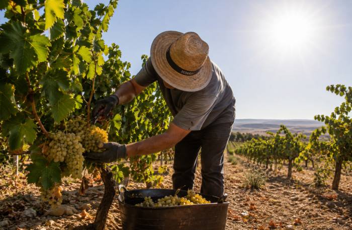 La vendimia española: desafíos y presiones en el sector vitivinícola