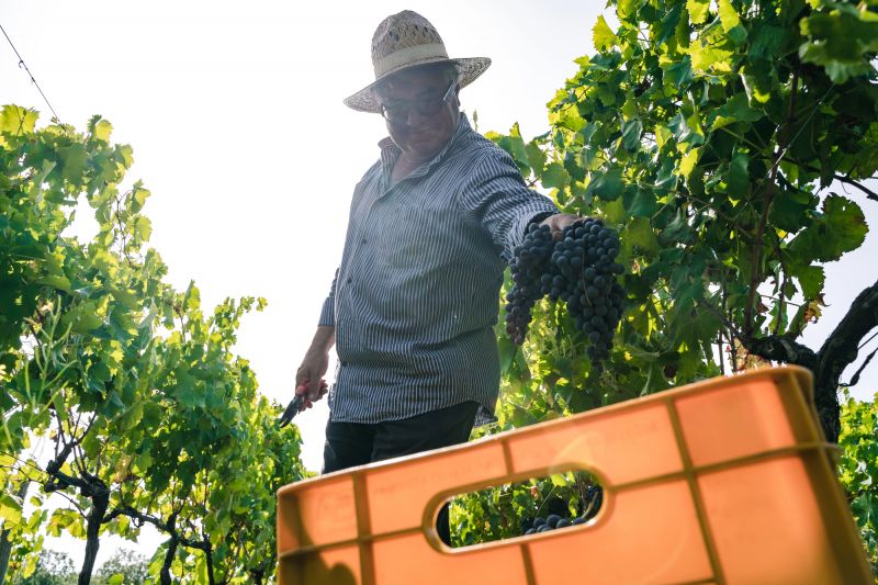 Vendimia en Sajonia: Producción de vino y cambios climáticos
