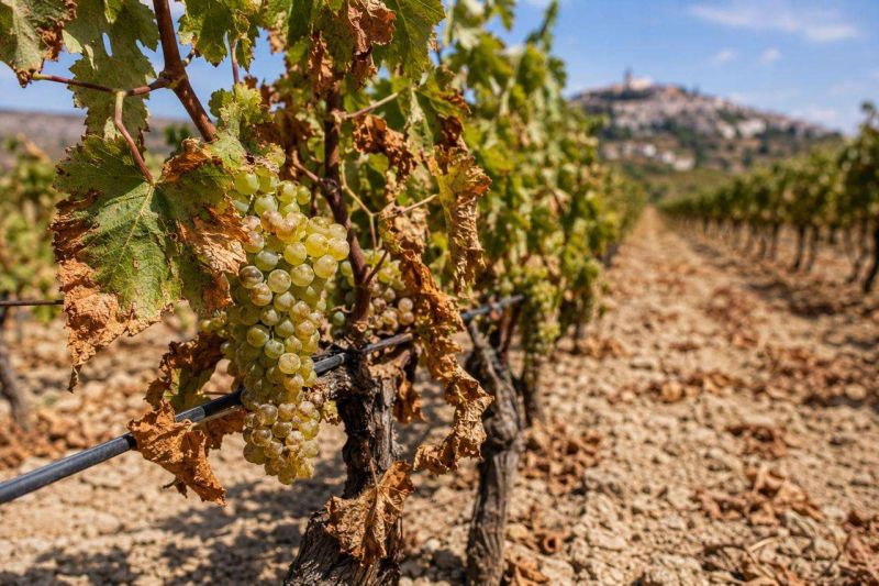Sequía en Abruzzo: Reto para los Vinos Italianos