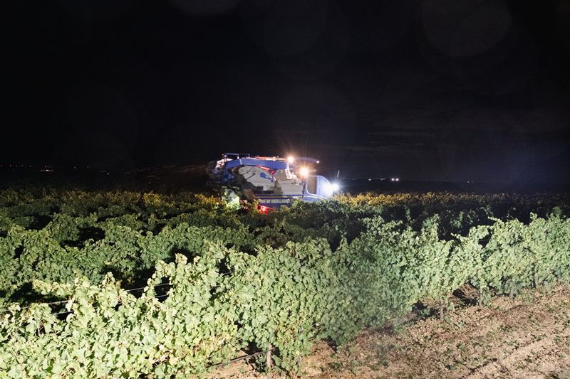 Oro de Castilla: Vendimia temprana en Rueda