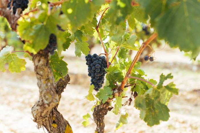 Descubre la Vendimia Adelantada en Rioja