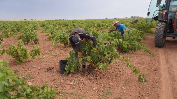 La Mancha: Vendimia atípica y vinos de calidad en 2026
