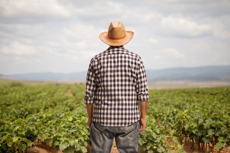 El desafío de la rentabilidad en el viñedo de Rioja