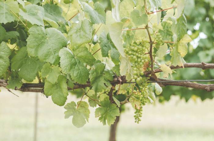 ¡Descubre la diversidad de vinos españoles!